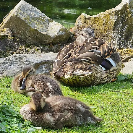 Dorolea Centro Vendégház